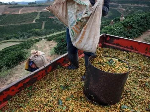 Bất chấp sản lượng giảm mạnh, một 'đặc sản' của Cuba được giải thưởng ngon nhất thế giới - Việt Nam cũng nằm trong danh sách