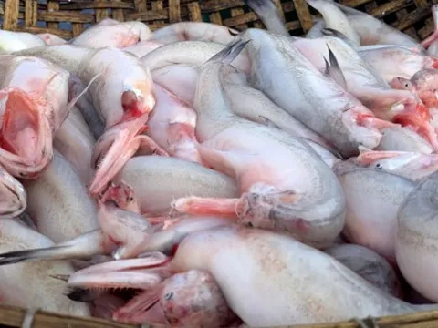 Hàng loạt mẫu cá khoai bán ở chợ nhiễm chất cấm formol