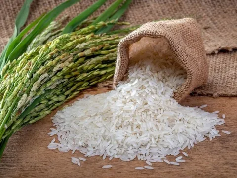 Không phải ST25 của 'cha đẻ' Hồ Quang Cua, đây mới là giống lúa ngon nhất thế giới 7 lần liên tiếp, xuất xứ đến từ nước láng giềng thân thiết của Việt Nam