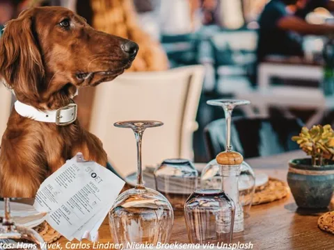 Nhà hàng gây tranh cãi vì cho chó ngồi ăn cùng bàn như con người