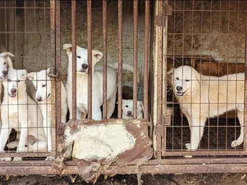 Hàn Quốc: Ngành thịt chó đứng trước bờ vực 'khai tử'