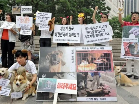Hàn Quốc xóa sổ hơn 1.200 trên 1.500 cơ sở giết mổ chó cả nước trong thời gian ngắn bằng cách nào?