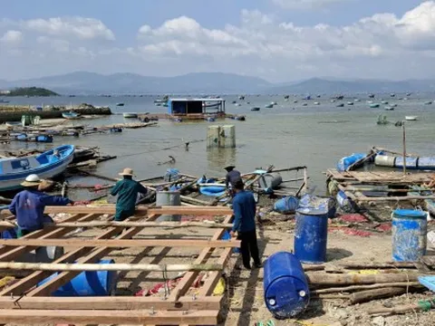 'Thủ phủ' tôm hùm dần tái sinh sau bão lũ lịch sử 