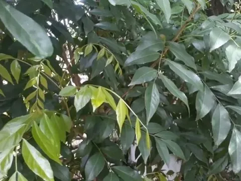 Từng rụng đầy gốc không ai nhặt, loại lá này nay thành hàng 'có giá', phơi khô tới 200.000/kg