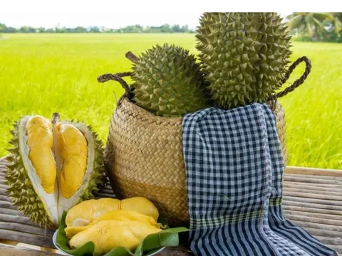 Biến động lạ ngày đầu năm 2026: Vì sao giá sầu riêng Thái và Ri6 chênh lệch kỷ lục?