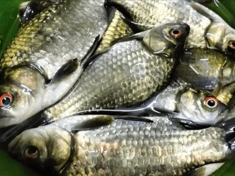 Thầy thuốc xưa gọi là 'đại bổ': Loại cá nhỏ ở chợ Việt, giá chỉ 30.000 đồng/kg nhưng cực tốt cho sức khỏe