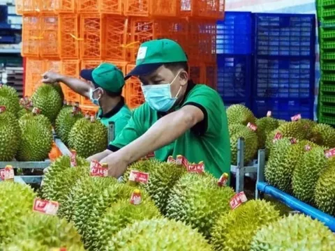 Sầu riêng Việt có thể vượt Thái Lan tại Trung Quốc, nhưng...