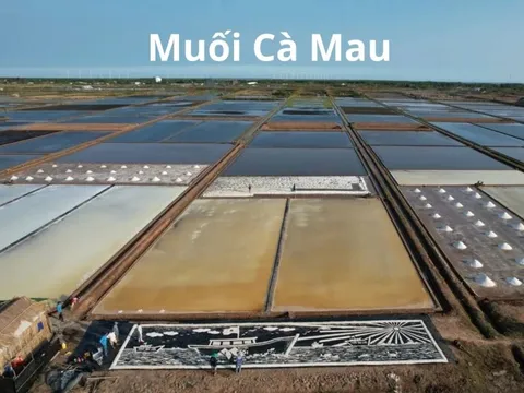 Cà Mau: Giá muối chạm mốc 1.500 đồng/kg, diêm dân kỳ vọng vụ mùa 2025-2026 thắng lợi