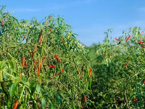 Từ căn bếp Việt ra thị trường thế giới: Loại quả trồng khắp Việt Nam trở thành 'ngôi sao' xuất khẩu, Trung Quốc - Lào mê như điếu đổ