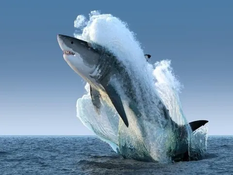 Dòng tiền lớn rục rịch trở lại, chuyên gia hé lộ nhóm cổ phiếu hưởng lợi từ “sóng Tết”