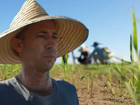 Giống lúa Việt Nam "gây bão" tại Cuba: Tạo kỳ tích nông dân Cuba chưa bao giờ nghĩ đến