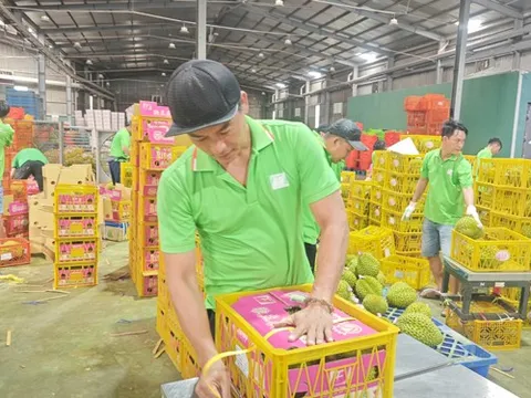 Việt Nam sắp dẫn đầu về xuất khẩu sầu riêng