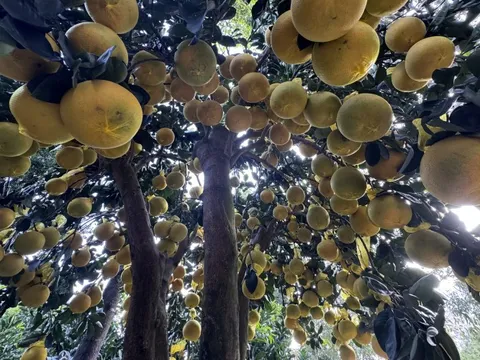 Hai chậu bưởi Diễn khổng lồ gần 800 quả khiến ai đi qua cũng phải ngoái nhìn