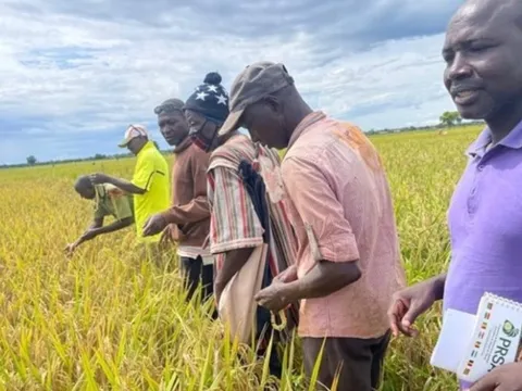Toàn cầu lo dư thừa, một quốc gia bất ngờ đứng trước nguy cơ thiếu gạo trầm trọng: Chỉ tự sản xuất được chưa đến 20%, thiếu hụt hơn 380.000 tấn