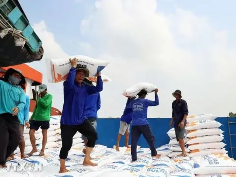 Vì sao Israel là phép thử đẳng cấp mà gạo Việt nhất định phải vượt qua?