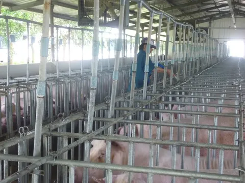 Giá heo hơi hôm nay, 10-1: Tiếp tục tăng khắp các vùng miền