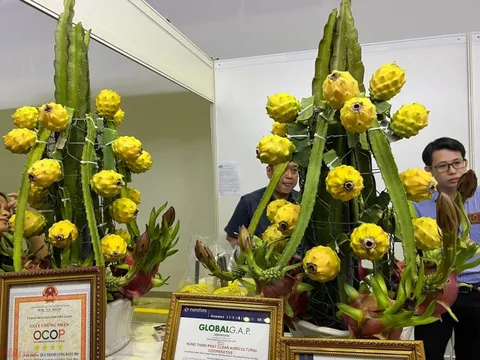 Loại quả đắt nhất thế giới được Việt Nam trồng chưa đầy 10 tháng đã thu hoạch: Vàng ươm, ăn ngọt nhẹ, nông dân bán giá 300.000 đồng/1kg vẫn 'tranh nhau' mua