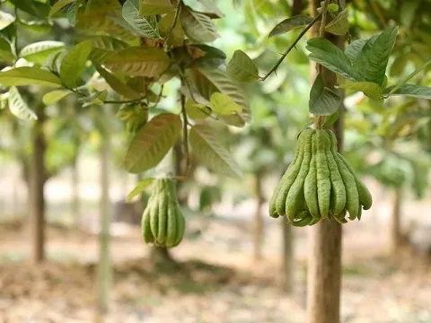 Giá bán tới 500.000 đồng/kg, loại quả này được săn đón mạnh dịp Tết, nông dân khấm khá