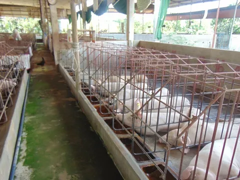 Giá heo hơi hôm nay, 11-1: Tăng từng ngày