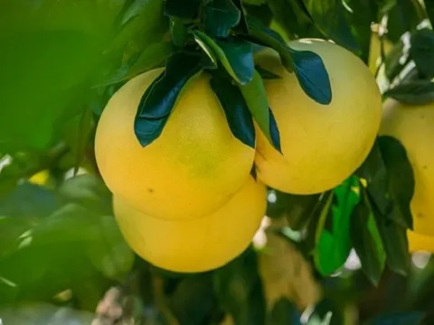 Ăn quanh năm không để ý, loại quả này của Việt Nam đứng thứ 9 trong top trái cây tốt nhất thế giới: Bán đầy chợ, giá ai cũng mua được