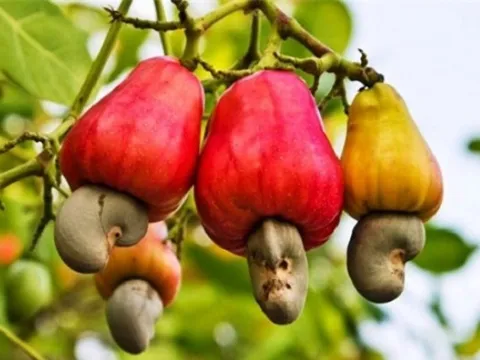 Loại 'hạt vạn người mê' của Việt Nam lập kỷ lục chưa từng có, lần đầu vượt mốc 5 tỷ USD: Trung Quốc vượt Mỹ, trở thành thị trường số 1