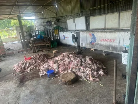Rùng mình cảnh thịt lợn hôi thối, lợn chết tràn lan tại các cơ sở kinh doanh ở Đồng Nai