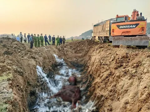 Phát hiện xe chở 13 con trâu nhiễm lở mồm long móng tại Bắc Ninh