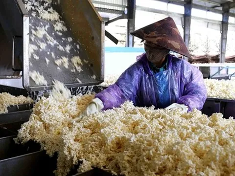 Hàng chục nghìn tấn 'vàng trắng' của Việt Nam ồ ạt đổ bộ quốc gia láng giềng: 1/3 thế giới ưa chuộng, diện tích trồng hơn 900.000 ha