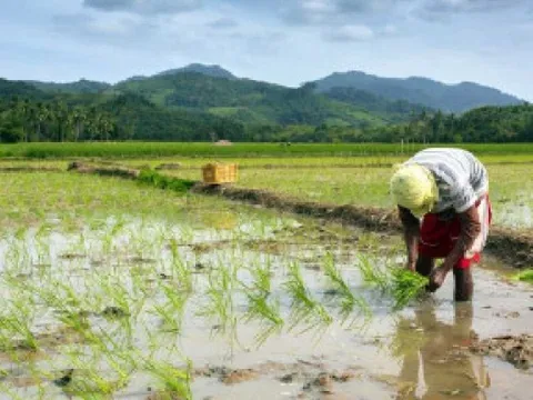 Việt Nam đón tin vui từ nhà nhập khẩu gạo lớn nhất thế giới