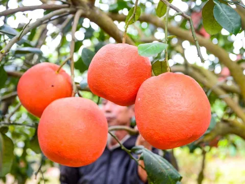Thứ quả đỏ rực từng chỉ dành cho vua chúa nay được săn lùng trưng Tết với giá 2 triệu/quả