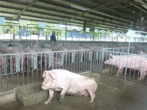 Giá heo hơi hôm nay, 13-1, tiếp tục bật tăng mạnh