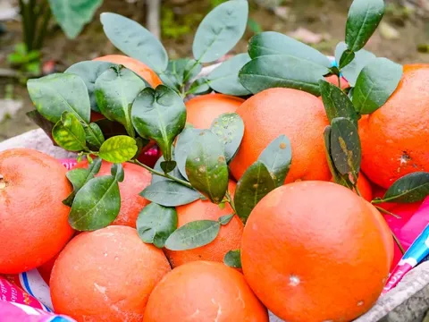 Loại quả đỏ từ vỏ đến ruột, từng chỉ dành cho vua chúa, nay 'cháy hàng' mỗi dịp Tết giá tới 2 triệu đồng/quả