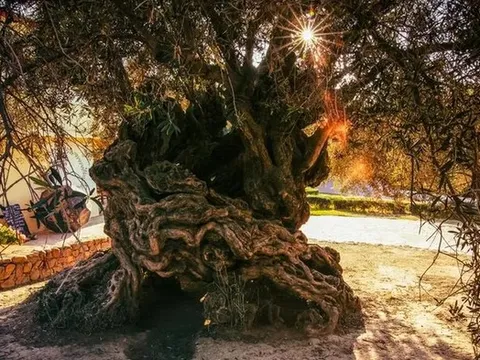 Bí mật “sống thọ” của cây ô liu 3.000 tuổi