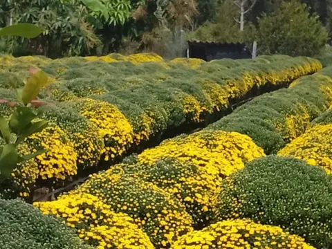 Chưa đến Tết, cúc mâm xôi và hoa mai đã đồng loạt trổ bông