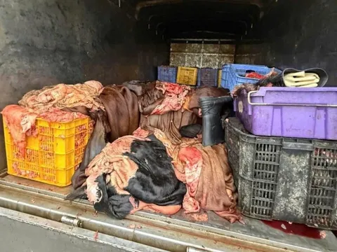 Xe tải chở 1,2 tấn mỡ, da trâu bò không kiểm dịch bị chặn giữa quốc lộ