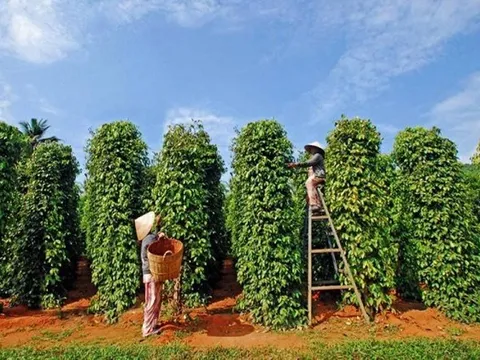 'Vàng đen' Việt Nam được giá, xuất hơn 247 nghìn tấn, thu về kỷ lục 1,66 tỷ USD