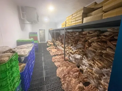 50 tấn thịt heo được tẩm ướp tạo hình biến thành bắp dê Australia, thịt nhím, nai đưa vào tiêu thụ tại loạt nhà hàng, quán ăn