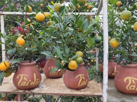 Quất bonsai mini giá vài trăm ngàn đồng mỗi bình