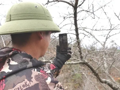 Thương lái đổ về Lùng Cúng tìm mua đào cổ bán Tết