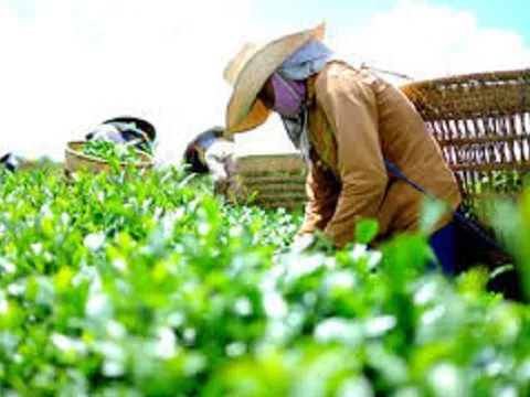 'Vàng xanh' của Việt Nam khiến Mỹ, Indonesia mê mẩn: Là mặt hàng vừa thu về gần 238 triệu USD, nước ta là ông trùm đứng thứ 5 thế giới