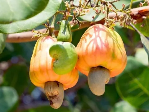 Gia nhập câu lạc bộ 5 tỷ USD, 'sản vật trời ban' của Việt Nam đổi ngôi thị trường số 1