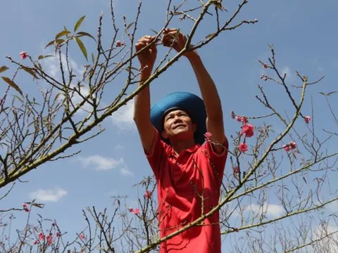 Bất ngờ với làng đào tết giữa Tây Nguyên