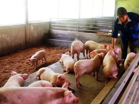 Chủ tịch UBND tỉnh Cà Mau có chỉ đạo "nóng" liên quan thực phẩm dịp Tết