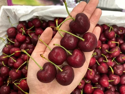 Cận Tết, Cherry bất ngờ rớt giá sâu: Hàng xa xỉ từng 2 triệu đồng/kg nay chỉ còn chưa tới 1 triệu