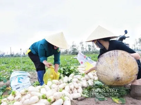 Ở ven biển đất cát muối mặn nhưng nông dân một xã ở Hà Tĩnh vẫn biết cách làm giàu khi trồng bạt ngàn ‘sâm trắng’, năng suất lên tới 1,5 tấn/sào, mỗi năm ‘đút túi’ hàng trăm triệu