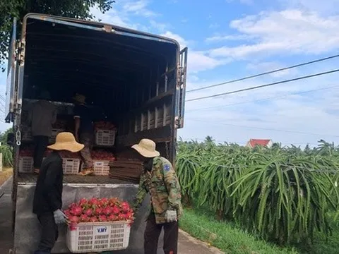 Thanh long nghịch vụ hút hàng, giá cao dịp cận Tết