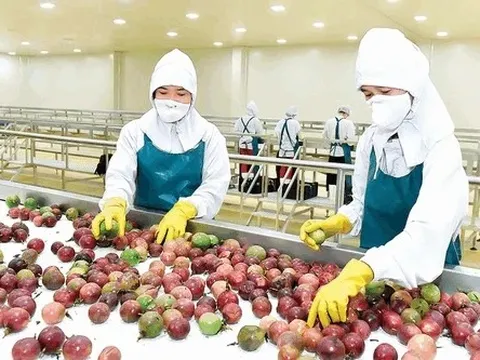 Xuất khẩu rau quả cận Tết tăng vọt