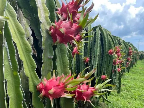 Thanh long nghịch vụ tăng giá mạnh, nhà vườn phấn khởi 'bỏ túi' tiền triệu mỗi ngày
