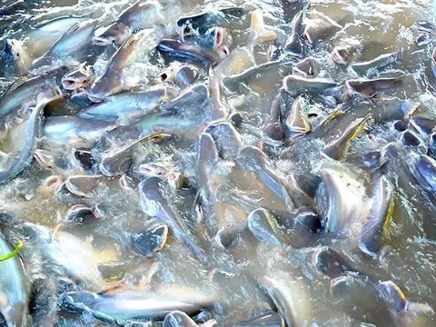 Cả thế giới tranh nuôi, Việt Nam vẫn thắng lớn với đặc sản tỷ đô vừa thu về gần 2,2 tỷ USD, Trung Quốc - Brazil ráo riết 'săn lùng'