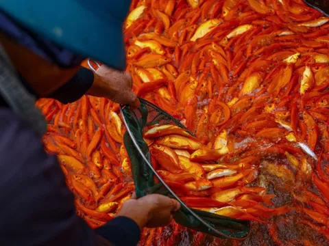 Cận ngày ông Công, ông Táo: Thủ phủ cá chép 'đỏ ao', thương lái ùn ùn đặt cọc